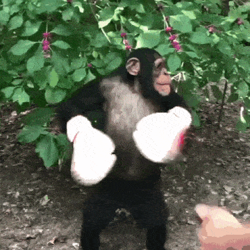 a chimpanzee wearing boxing gloves is standing in the woods
