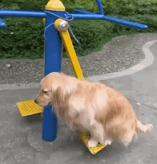 a dog is sitting on a yellow and blue exercise machine .