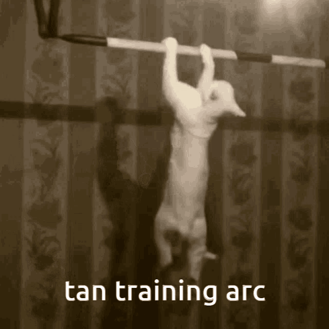Tan Cat GIF - Tan Cat Work Out GIFs