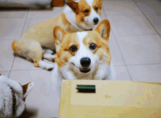 three dogs are looking at a cardboard box