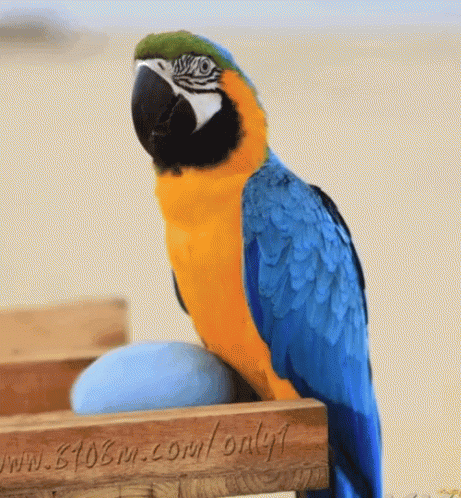 Macaw Colorful GIF - Macaw Colorful Changing Colors GIFs