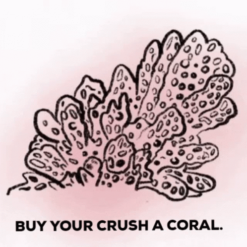 Coral Crush GIF - Coral Crush Valentines GIFs