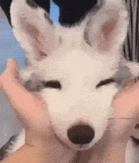 a person is petting a white dog with their hands .
