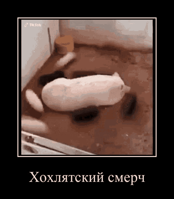 a picture of a pig laying in the mud with a caption in russian