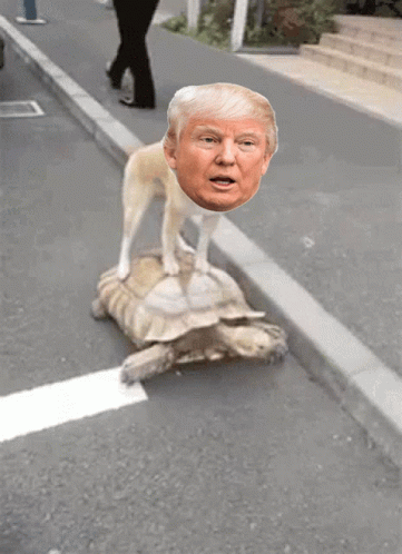 Turtle Trump GIF - Turtle Trump Jail GIFs