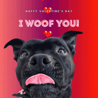 a happy valentine 's day greeting card with a black dog sticking out its tongue