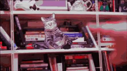 a cat is laying on its back on a bookshelf filled with books .