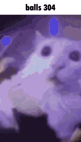 a picture of a cat with the words balls 304 on the bottom