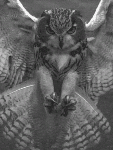Owl Predator GIF