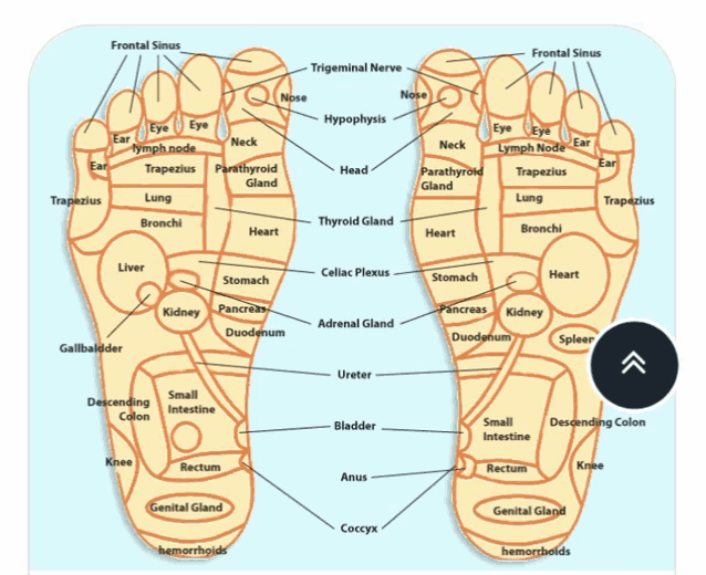 a diagram of a person 's foot showing the areas of the body