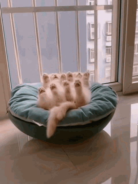 Kittens Cat GIF - Kittens Cat Love GIFs