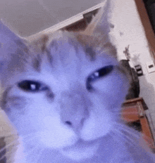 a close up of a cat 's face in a room .