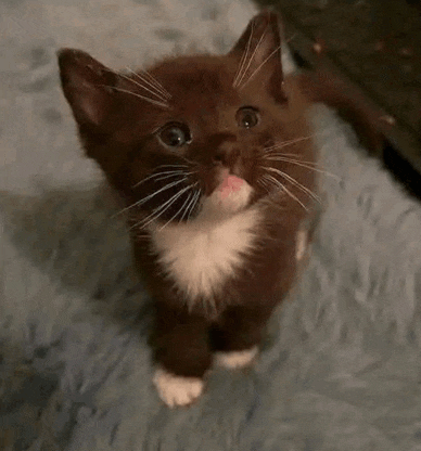 a brown and white kitten is sitting on a blanket looking up at the camera .