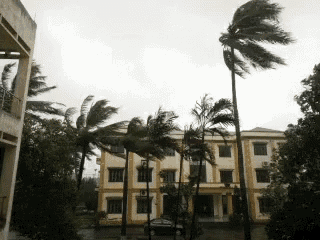 a windy day with palm trees blowing in the wind