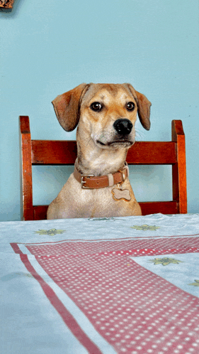 a dog sitting on a wooden chair looking over a table cloth