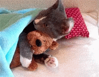 Cat Hug GIF - Cat Hug Sleepy GIFs