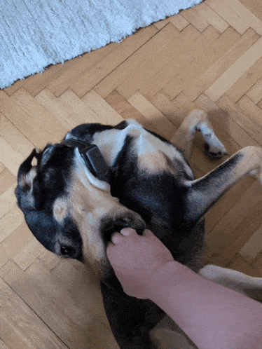 a person is petting a dog on its back on a wood floor