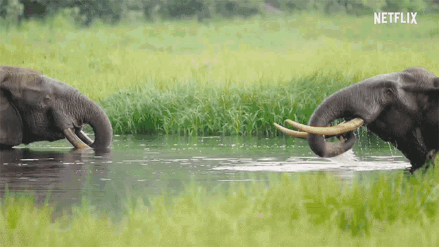 Elephants Water GIF - Elephants Water Happy GIFs