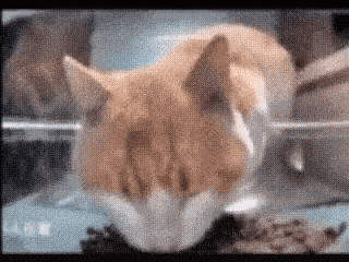 a close up of a cat eating from a bowl of food