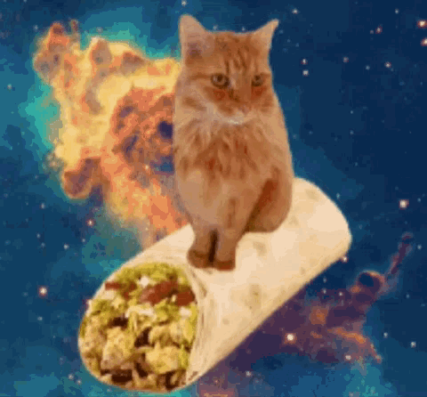 Cat Taco GIF - Cat Taco Space GIFs