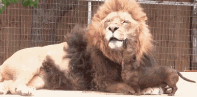 a lion and a dachshund are laying next to each other in a cage