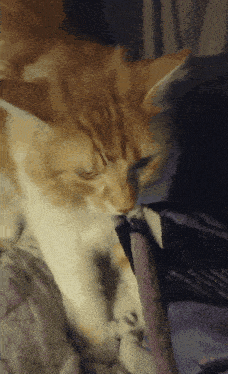 a close up of a cat licking a purple blanket