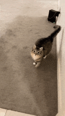 a cat is standing on a carpet and looking at the camera .