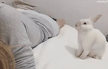 Bed Time Good Night GIF - Bed Time Good Night Bunny GIFs