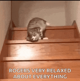 a cat is walking down a set of wooden stairs with the caption `` rogers very relaxed about everything '' .