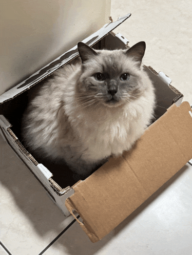 a fluffy cat is sitting in a cardboard box with the lid open