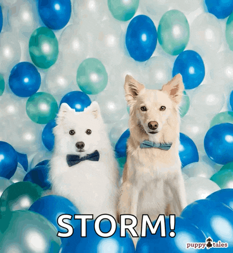 two dogs wearing bow ties are surrounded by blue and white balloons with the word storm written above them