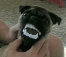 Pug Scary GIF - Pug Scary Dog GIFs
