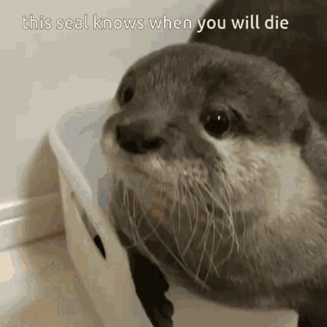 Seal Death GIF - Seal Death Meme GIFs