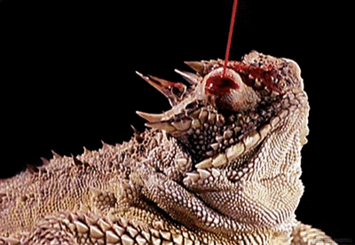 7. Horned Lizards Shoot Blood From Their Eyes Into The Mouths Of Predators. GIF - Horned Lizard Blood Eyes GIFs