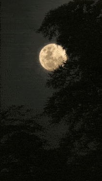 a full moon is visible through a tree branch