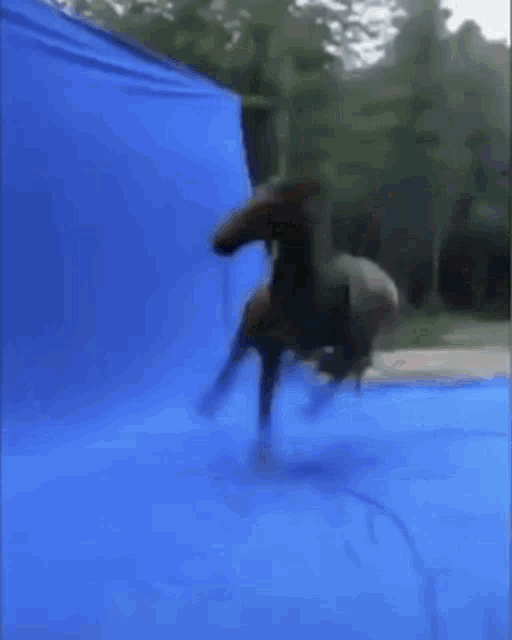 a blue tarp is being used as a backdrop for a video shoot .