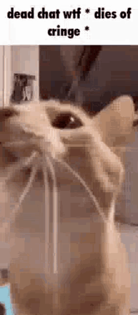 a close up of a cat 's face with the words `` dead chat wtf dies of cringe '' written on it .