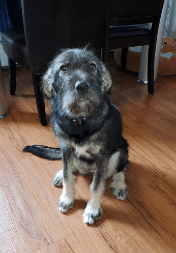a small dog is sitting on a wooden floor