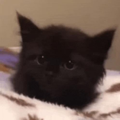 a black kitten is laying on a white blanket on a bed .