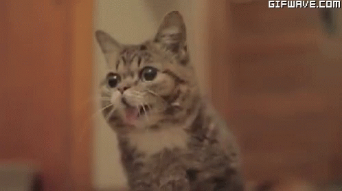 Cat Kitty GIF - Cat Kitty Yawning GIFs