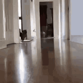 a cat is walking across a wooden floor in a hallway in a house .