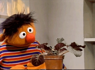 Bert And Ernie Plant GIF - Bert And Ernie Ernie Plant GIFs