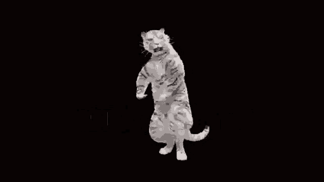 Dancing Tiger GIF - Dancing Tiger GIFs