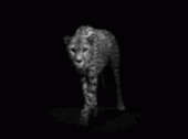 Panther Leop GIF - Panther Leop Animal GIFs