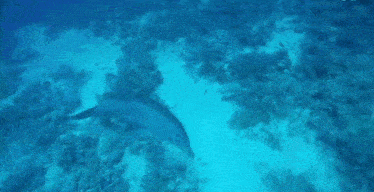 a dolphin is swimming in the ocean near the coral reef .