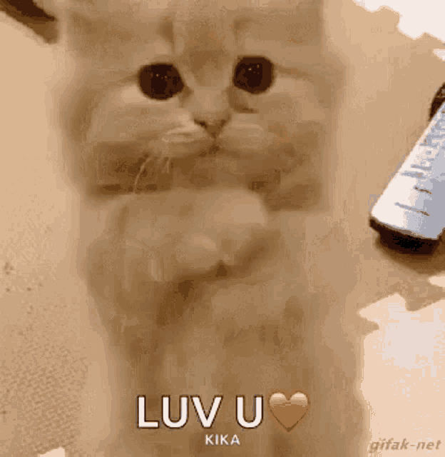 Kitten Love GIF - Kitten Love Luv U GIFs