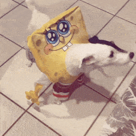 a dog wearing a spongebob costume is standing next to another dog