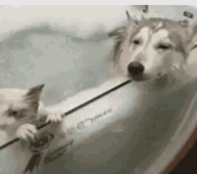 Swimming Cute GIF - Swimming Cute Dog GIFs