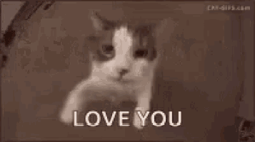 a close up of a cat 's face and the words love you