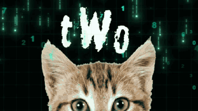 a cat looking up at the word two